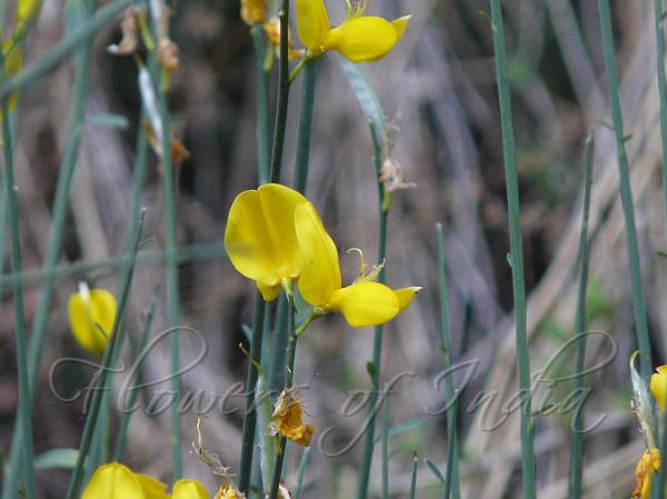 Spanish Broom